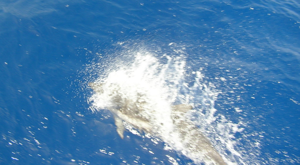 dolphin playing